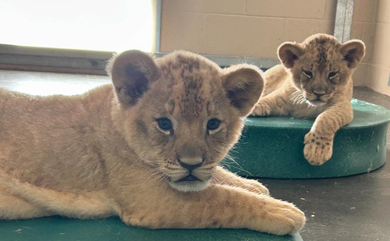 Phoenix Zoo lion cubs officially have names after public votes tallied