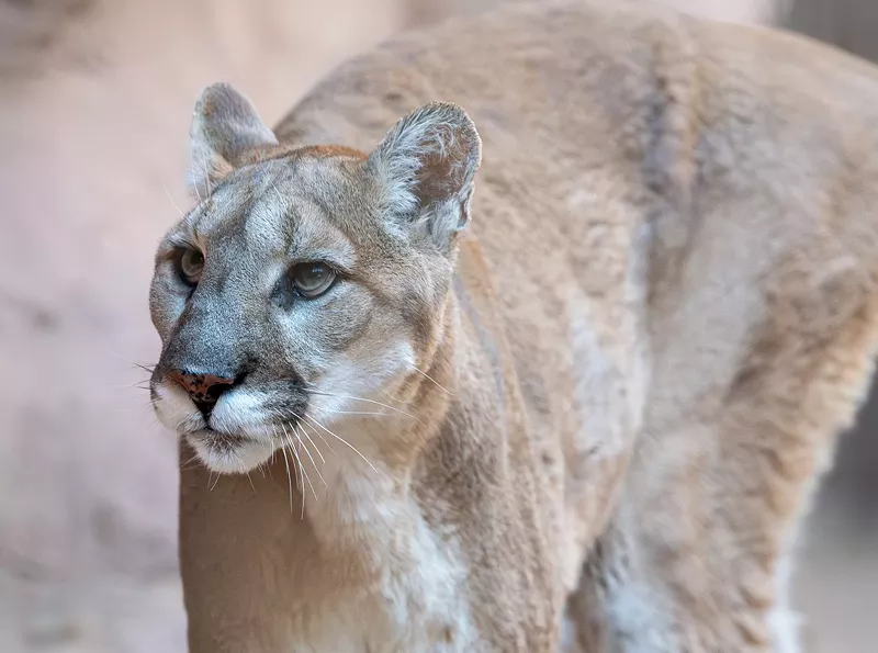 Image: A mountain lion