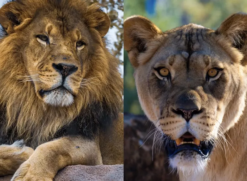 Image: The proud parents are Boboo, left, and Zuri.