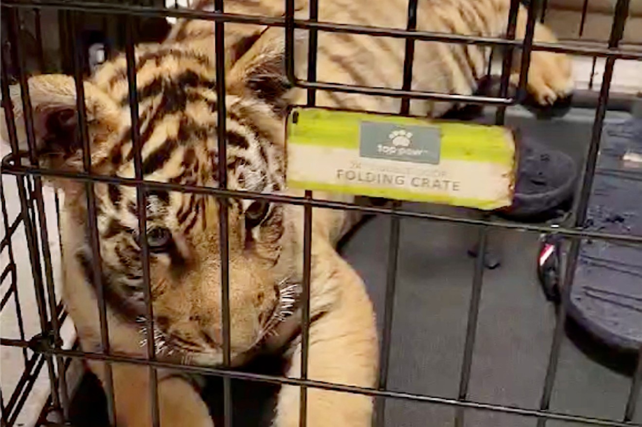 The tiger cub recovered by Phoenix police is receiving "world-class care" at an undisclosed animal sanctuary in Arizona.