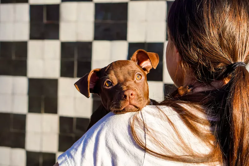Image: Pizza to the Rescue unites good eats with adorable puppies. Pisco is among the pups ready for adoption at the connected Almost There Rescue.
