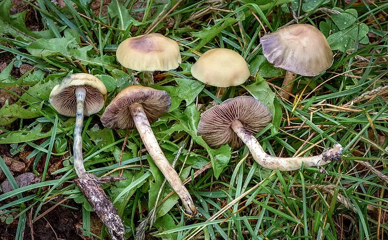 Image: Poison center calls spiked after magic mushrooms decriminalized