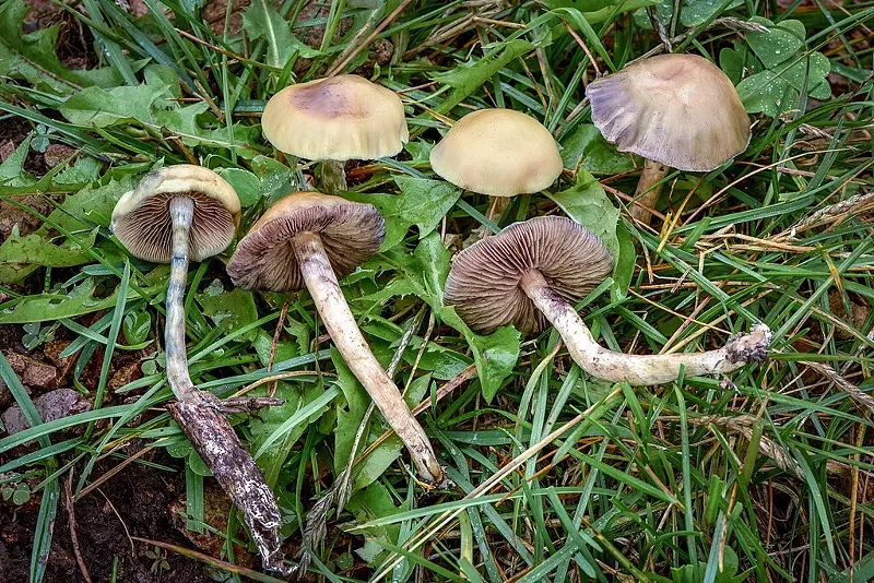 Image: A study by two University of Virginia researchers said calls to poison centers related to psilocybin increased in 2019 after several states and cities decriminalized magic mushrooms.