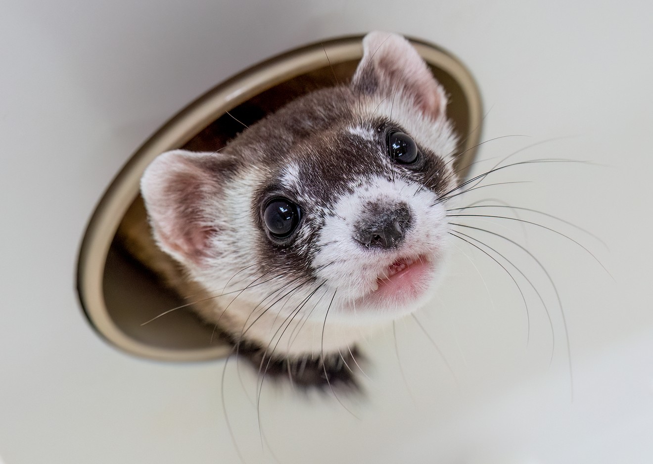 Black-footed ferrets are some of the most endangered animals in the country. Phoenix Zoo and Huss Brewing Co. have teamed up to help.