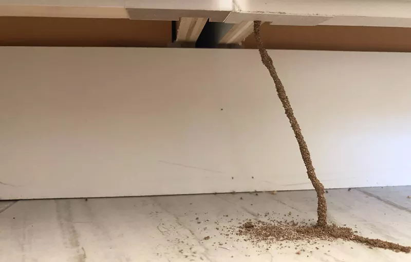Image: a termite tunnel going from a cabinet to the ground