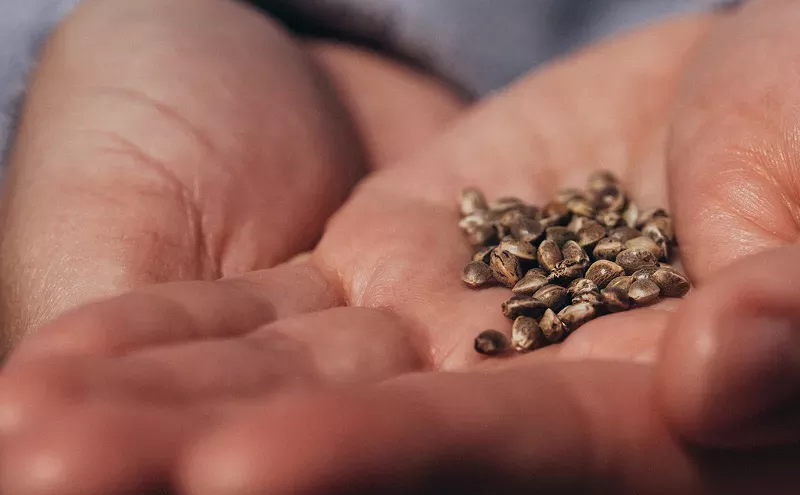 Image: Top 10 Online Cannabis Seed Banks