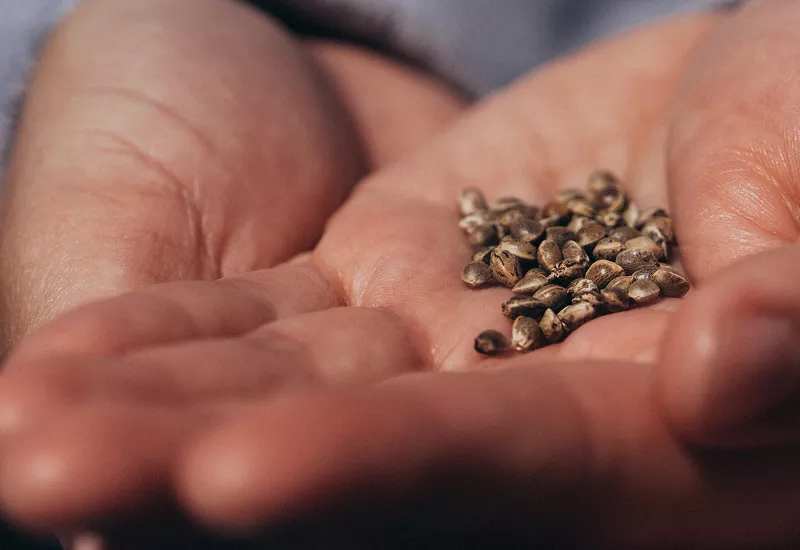 Image: For the most bang for your buck, look for seed banks with frequent sales or deals, like i49 Seed Bank.