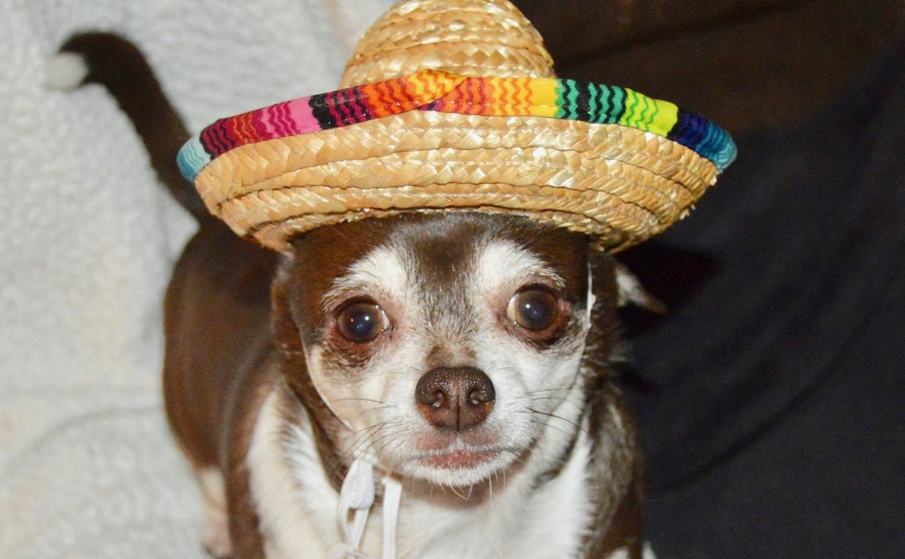Survey says: Chihuahua for Arizona state dog