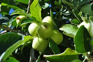 Peterson hasn't decided what he will grow in Asheville, but he may create an apple orchard. - THE URBAN FARM