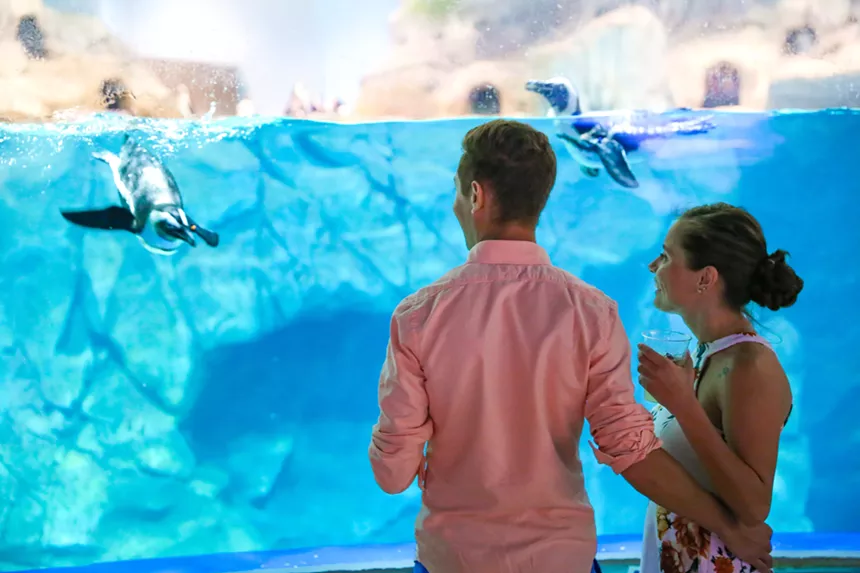 See sea creatures with a cocktail in hand at Odysea's Fish & Sips event. - ODYSEA AQUARIUM