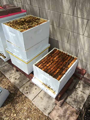 What's the Buzz? Taste Honey and Learn About Bees with Peoria's Honey Hive Farms (11)
