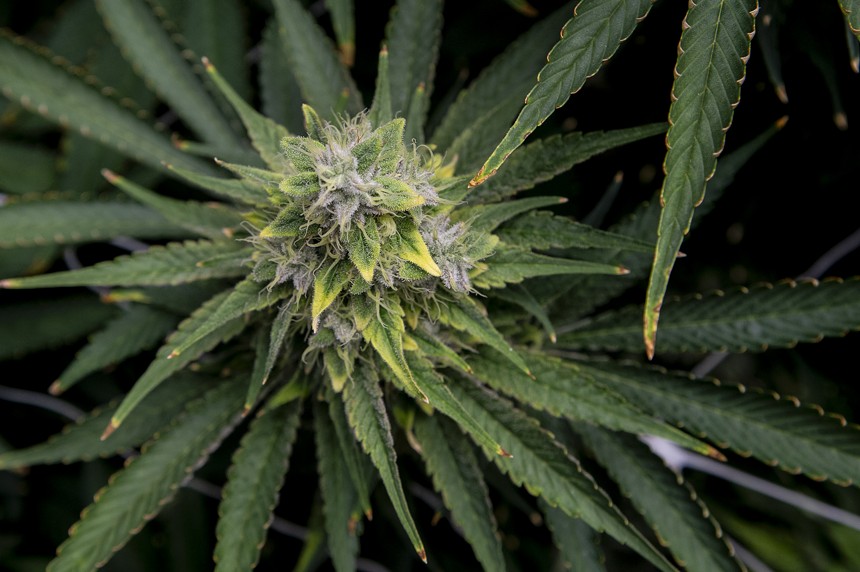 A close-up of a flowering cannabis plant