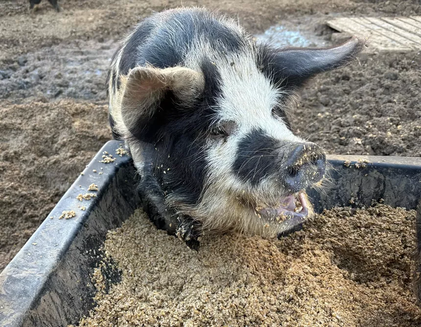 Pig eating from a trough.