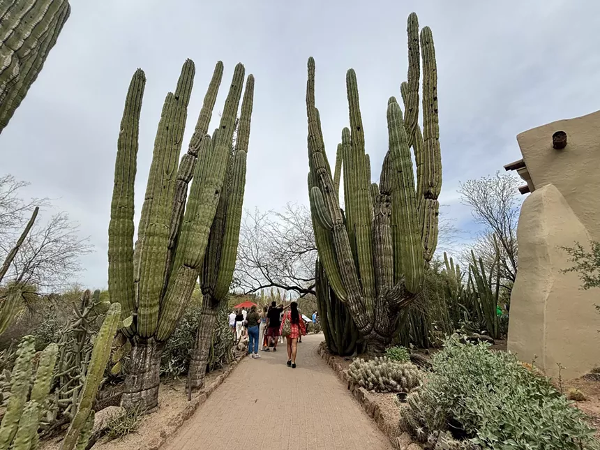 Giant cacti tower at the Desert Botanical Gardens.
