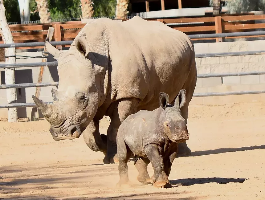 An adult rhino and a baby rhino.