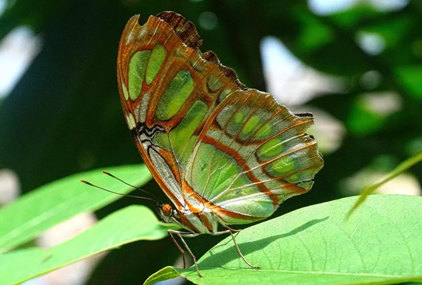 A butterfly