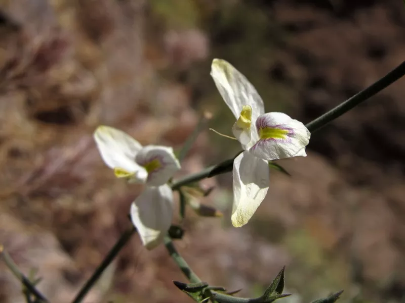 Wildflowers