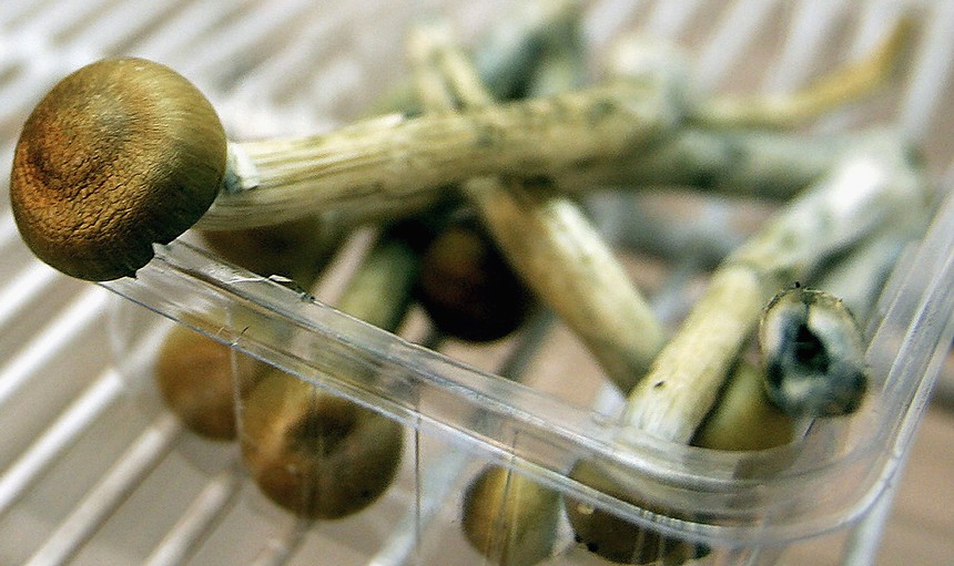 psilocybin mushroom