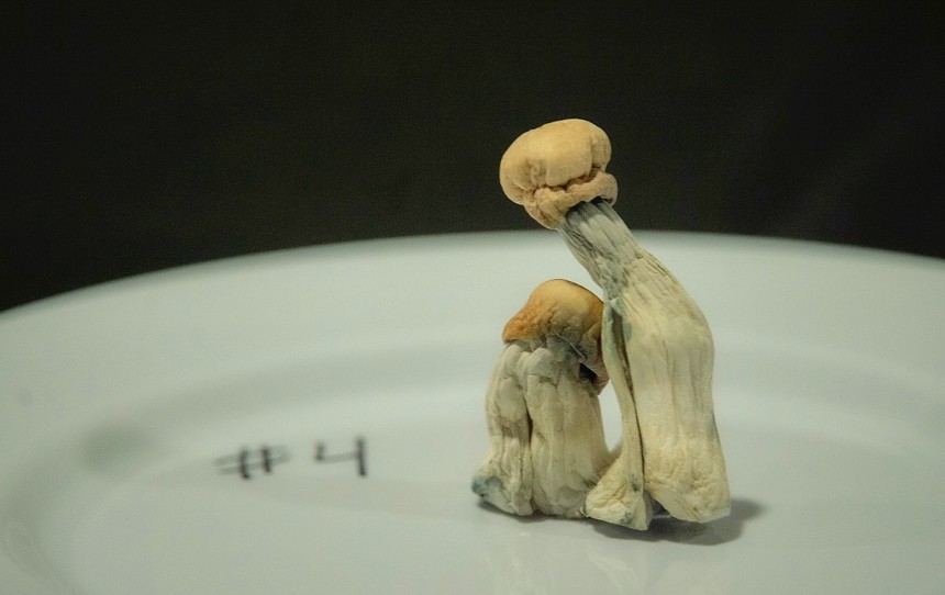 psilocybin mushroom