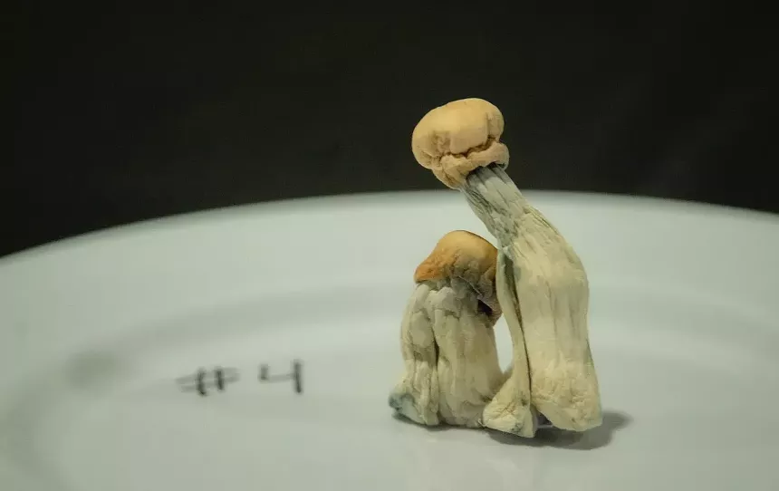 psilocybin mushroom