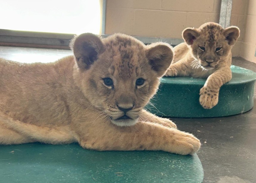 Two lion cubs.