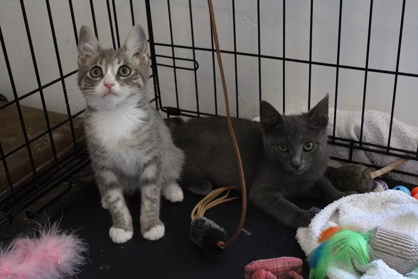 two kittens in a crate
