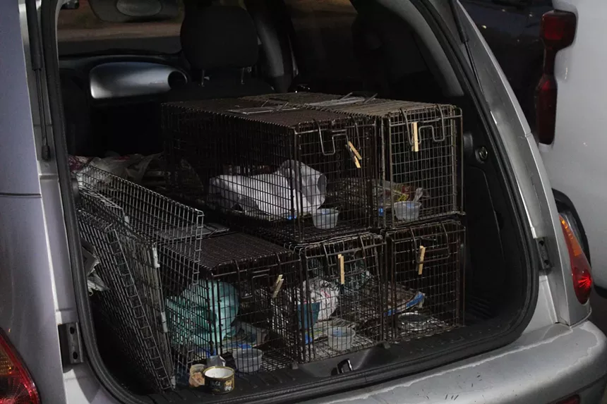 Newspaper-lined box traps with cups of cat food in the trunk of a PT Cruiser.