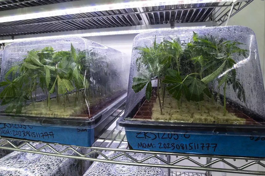 Growing cannabis clones