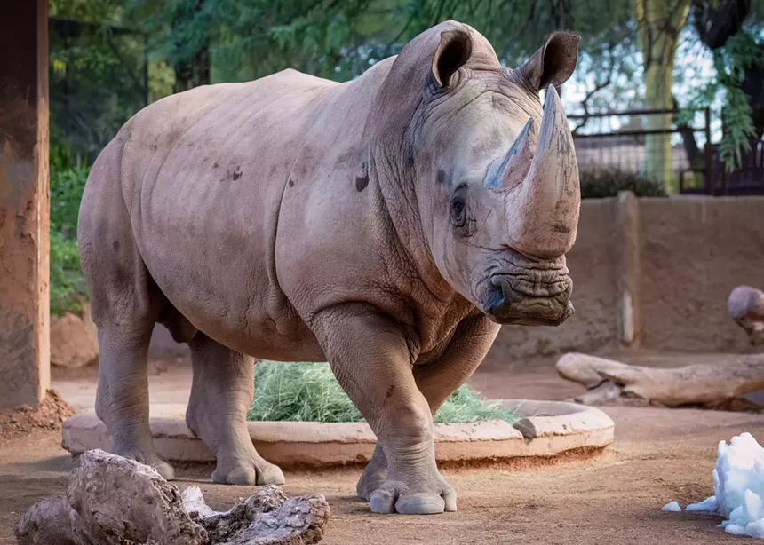 A rhinoceros.