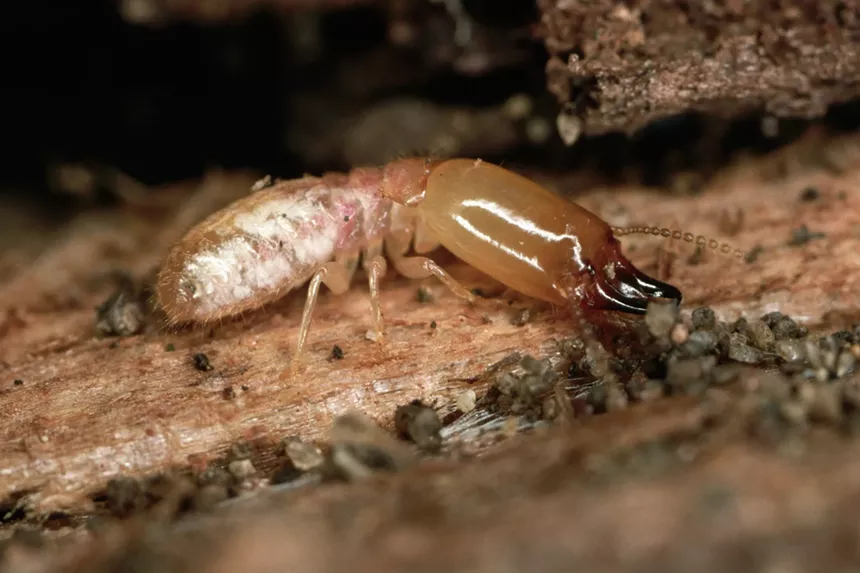 a subterranean termite
