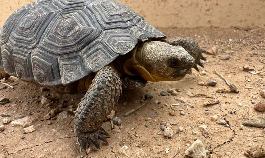 a desert tortoise