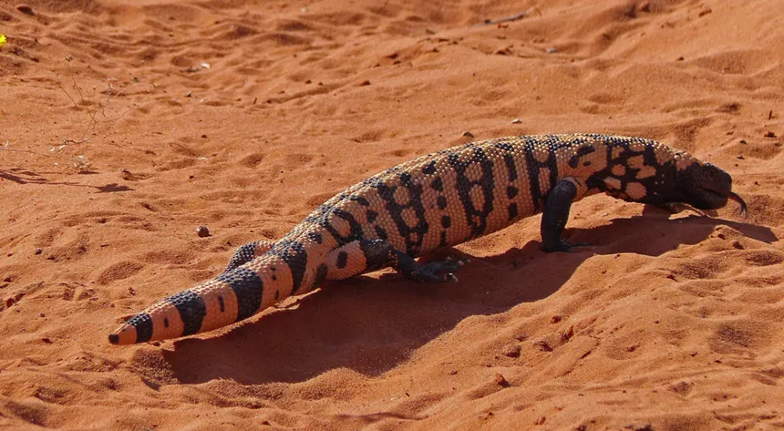 a gila monster on desert sand