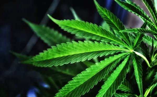 State Bill Says 'Johnny Reefer' Can't Sponsor Little League