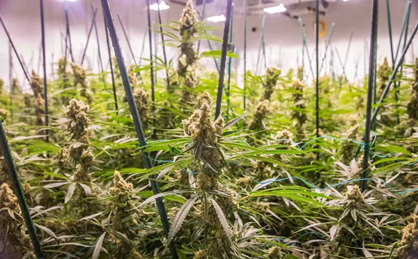 Maricopa County Reaches 10,000 Pot Expungements, Many More Remain