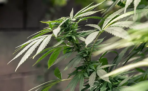 Arizona Sets April 8 Date For Social Equity License Lottery