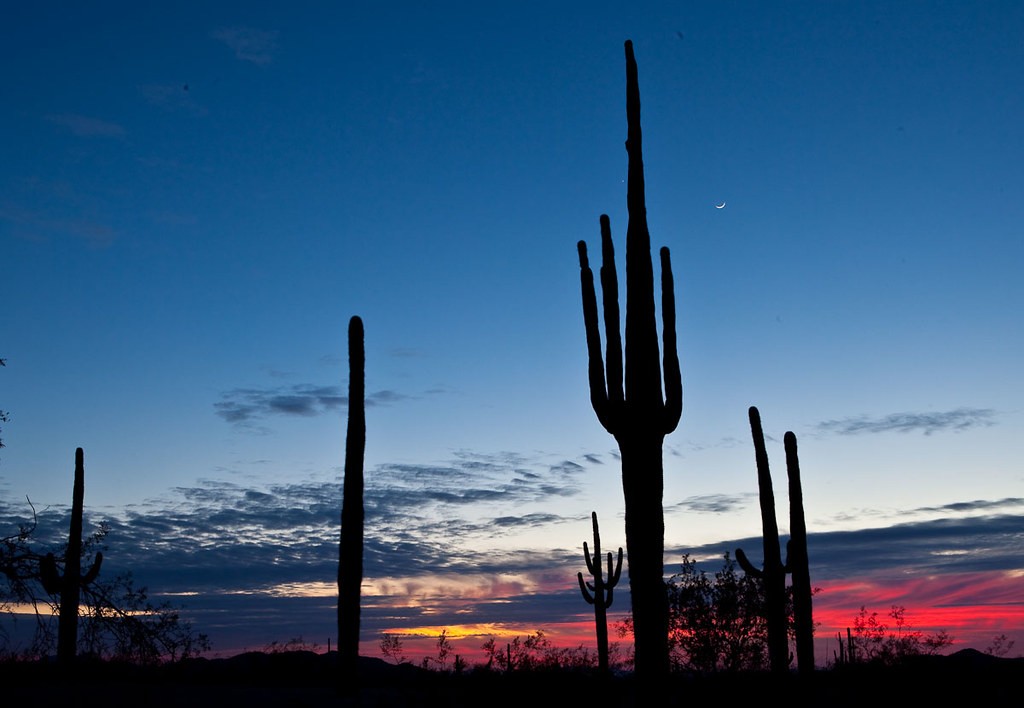 Arizona's Burning Man-inspired event is named for the saguaro cactus.