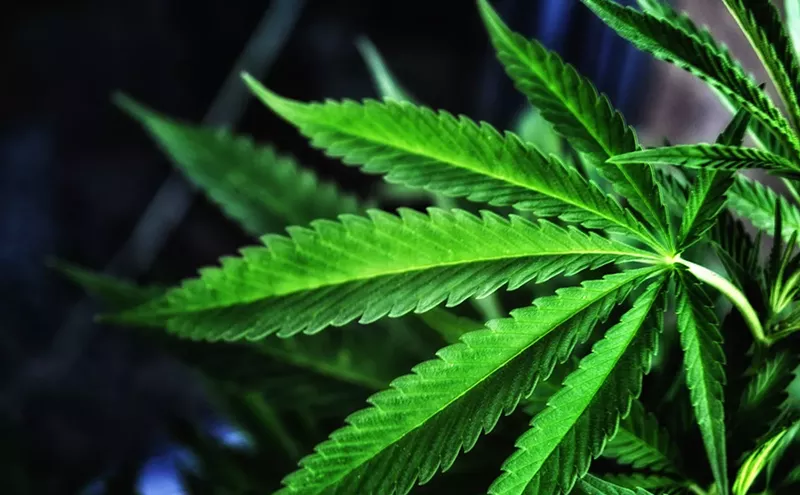 Image: Local College Offers New Marijuana Industry Training Course